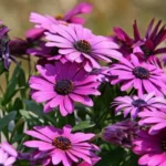 Täydelliset kasvit puutarhaasi tänä keväänä: väriä, iloa ja helppoa hoitoa!