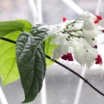 Kiipeävä kasvi upeilla kukilla, jota haluat puutarhaasi