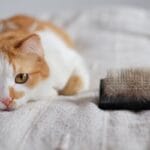 Mitä tarkoittaa, kun kissa menettää karvaa ja miksi se voi olla terveysongelma