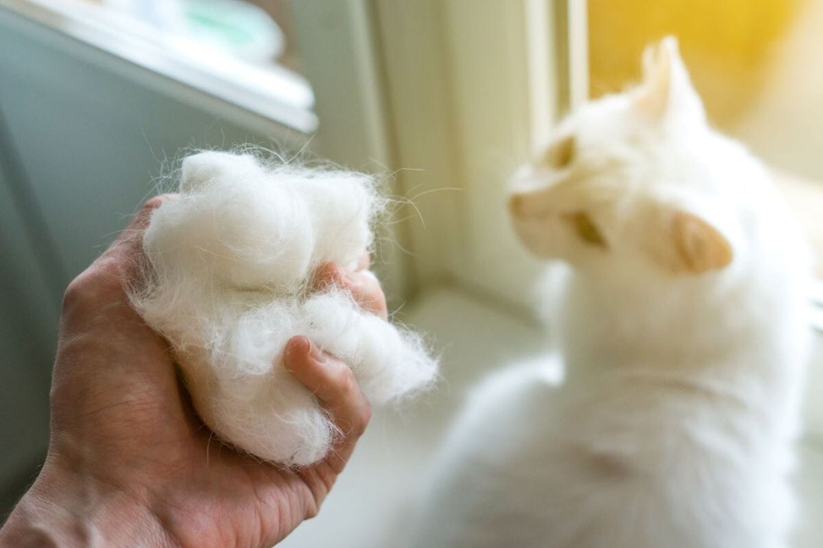 Mitä tarkoittaa, kun kissa menettää karvaa ja miksi se voi olla terveysongelma