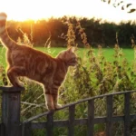 Kuinka kauas kissat vaeltavat kotoaan: 5 syytä kissojen retkiin