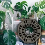 Mitä kasveja kotiin, jotta energia virtaa, Feng Shuin mukaan