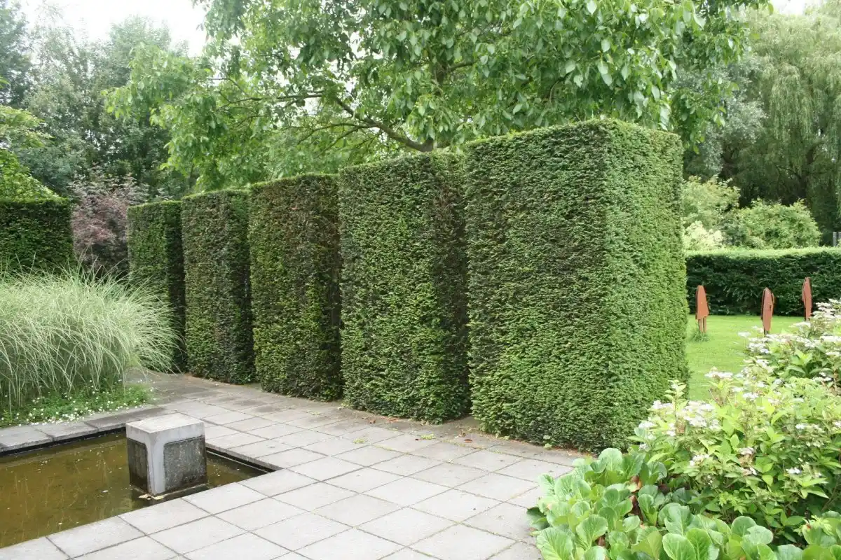 Mitä kasveja kotiin, jotta energia virtaa, Feng Shuin mukaan