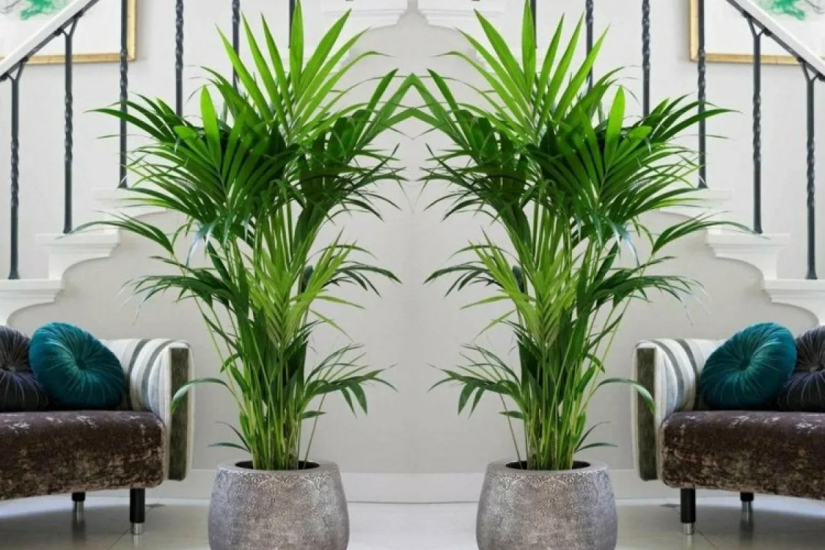 Mitä kasveja kotiin, jotta energia virtaa, Feng Shuin mukaan