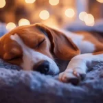 Koiran kaivaminen ennen nukkumista – syyt ja ratkaisut!