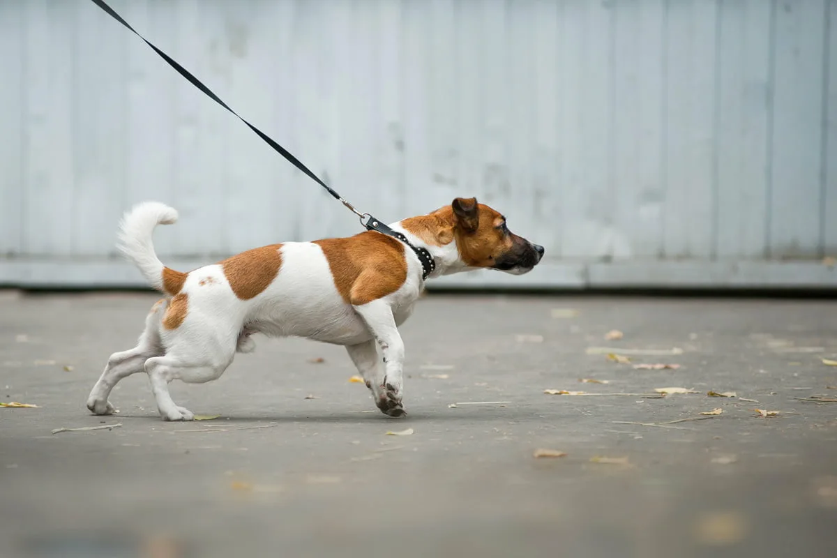 Älä kärsi lenkillä: Kuinka opettaa koira olemaan vetämättä hihnassa