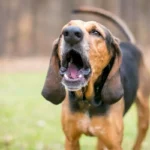 Mikä koiran ulvonta tarkoittaa ja mistä se johtuu?