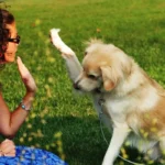 Näitä koirarotuja kutsutaan "tarranauhoiksi": 8 rotua, jotka kiintyvät eniten omistajiinsa