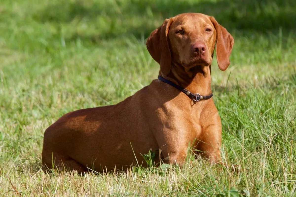 Näitä koirarotuja kutsutaan "tarranauhoiksi": 8 rotua, jotka kiintyvät eniten omistajiinsa