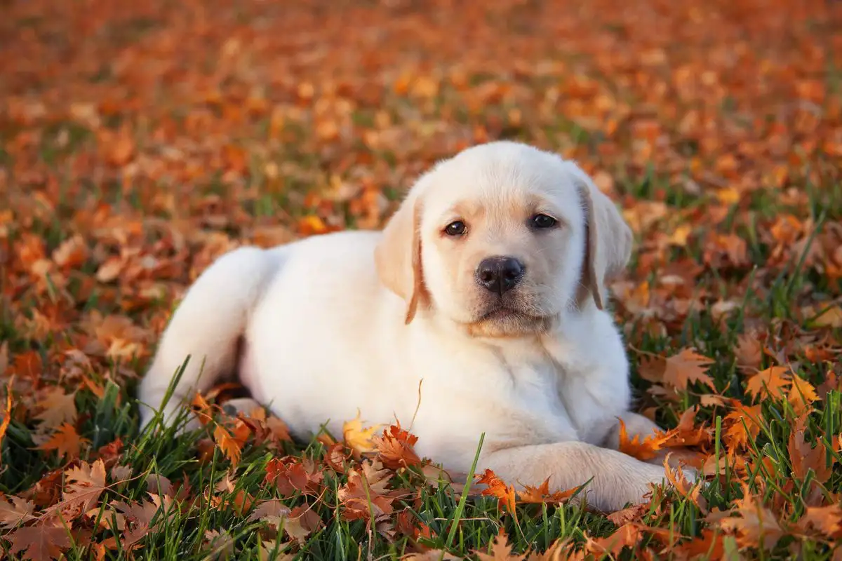 Näitä koirarotuja kutsutaan "tarranauhoiksi": 8 rotua, jotka kiintyvät eniten omistajiinsa