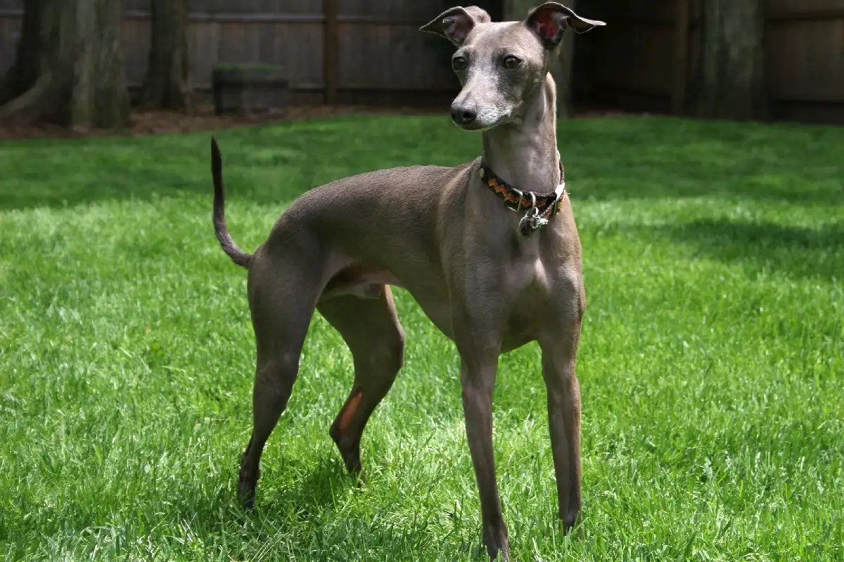 Näitä koirarotuja kutsutaan "tarranauhoiksi": 8 rotua, jotka kiintyvät eniten omistajiinsa