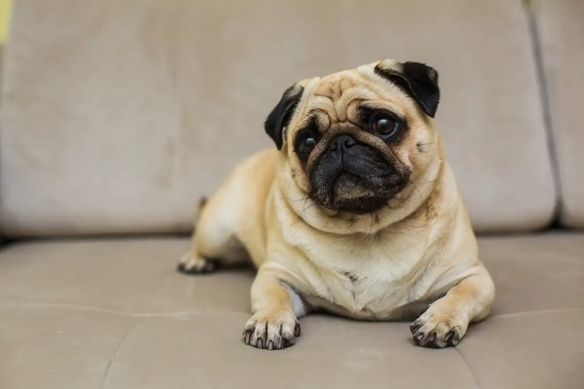 Näitä koirarotuja kutsutaan "tarranauhoiksi": 8 rotua, jotka kiintyvät eniten omistajiinsa