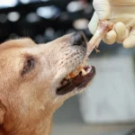 Miksi koirille ei saa antaa luita: Tärkeä varoitus kaikille omistajille