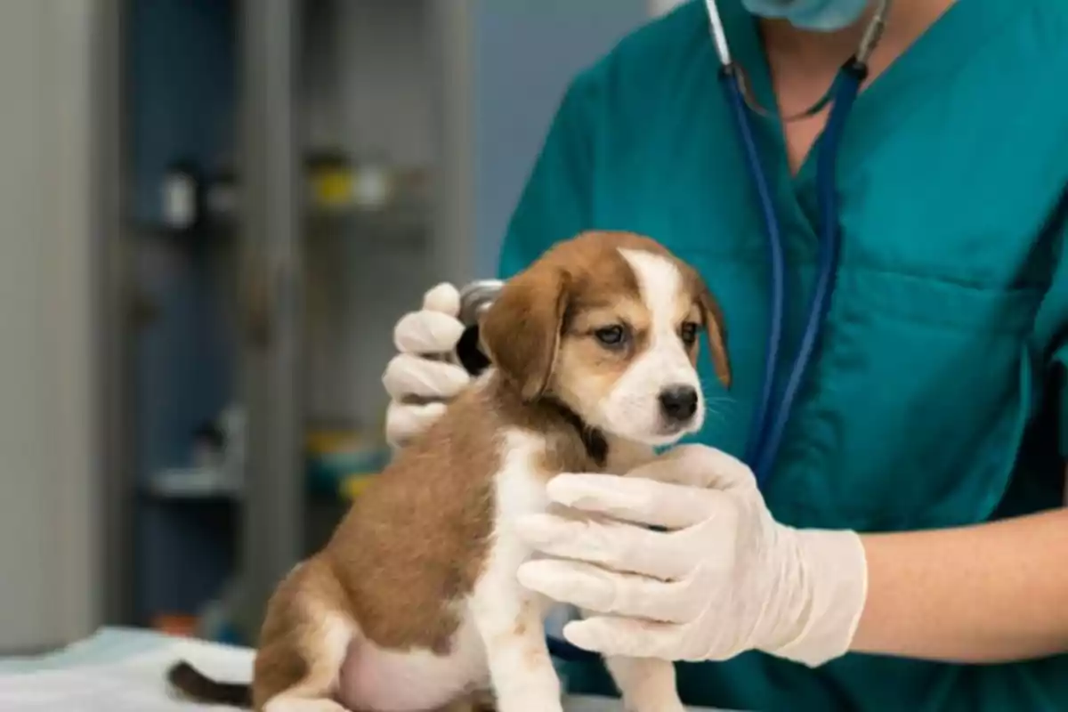Miksi koirille ei saa antaa luita: Tärkeä varoitus kaikille omistajille