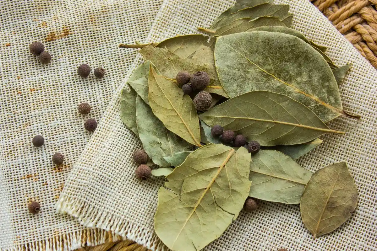 Yllättävä tapa käyttää laakerinlehtiä keittiössä – raikas jääkaappi luonnollisesti