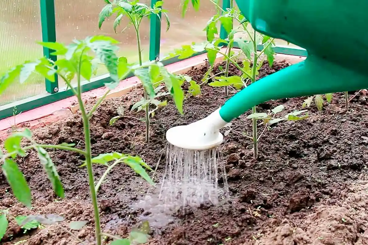 Tomaatit kiittävät, kun kastelet oikeaan aikaan – näin kasvatat vahvoja ja terveitä kasveja