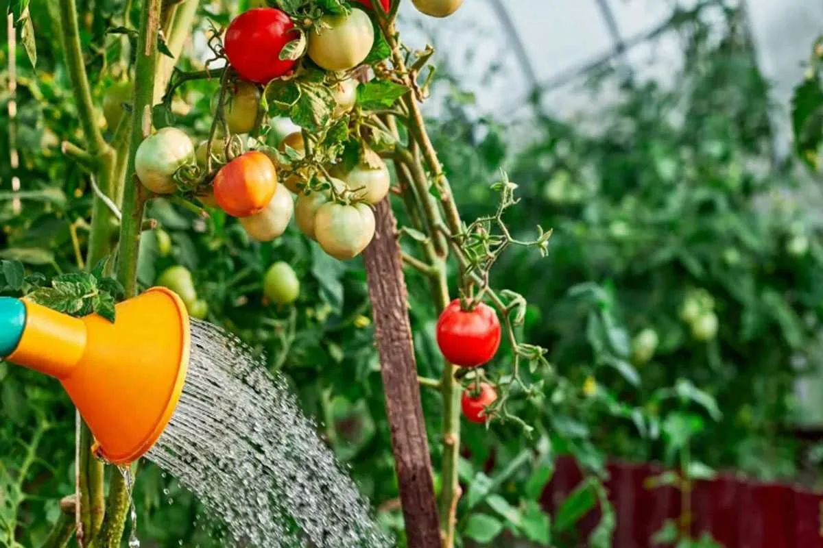 Tomaatit kiittävät, kun kastelet oikeaan aikaan – näin kasvatat vahvoja ja terveitä kasveja