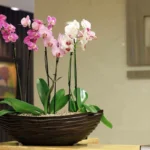 Paras ikkunalauta orkideoille: Asiantuntijoiden vinkit kukoistukseen