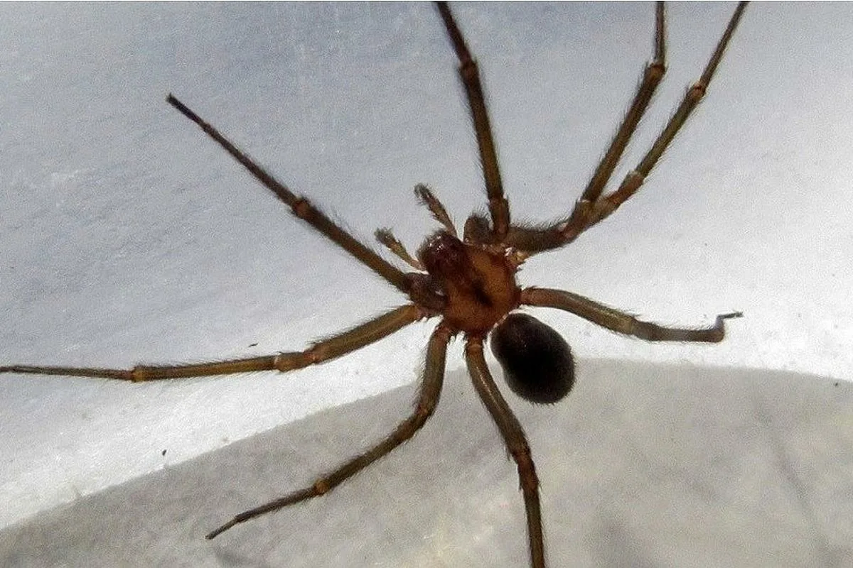 Älä tapa kulma-hämähäkkiä: Miksi ja mitä tehdä, jos löydät sellaisen kotoasi