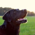 Labradorinnoutajan käyttö seurakoirana – uskollinen ystävä aina lähellä!