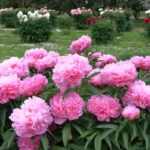 Kuinka lannoittaa pionit kesällä rehevän kevätkukinnan varmistamiseksi: Puutarhurin salaisuus paljastettu