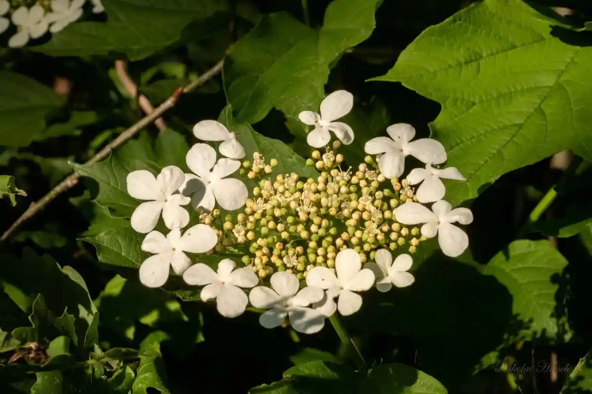 Kestävä kasvi, joka koristaa puutarhasi täydellisesti ja selviää minimaalisella hoidolla