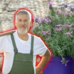 Laventelin hoito kukkien lisäämiseksi – näin saat kukkaloistoa kesällä!