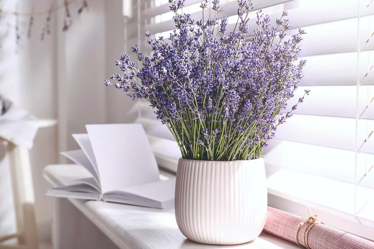 Laventelin hoito kukkien lisäämiseksi – näin saat kukkaloistoa kesällä!