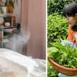 Mintun taika kotona: Näin teet luonnollisen ilmanraikastimen ja karkotat hyönteiset