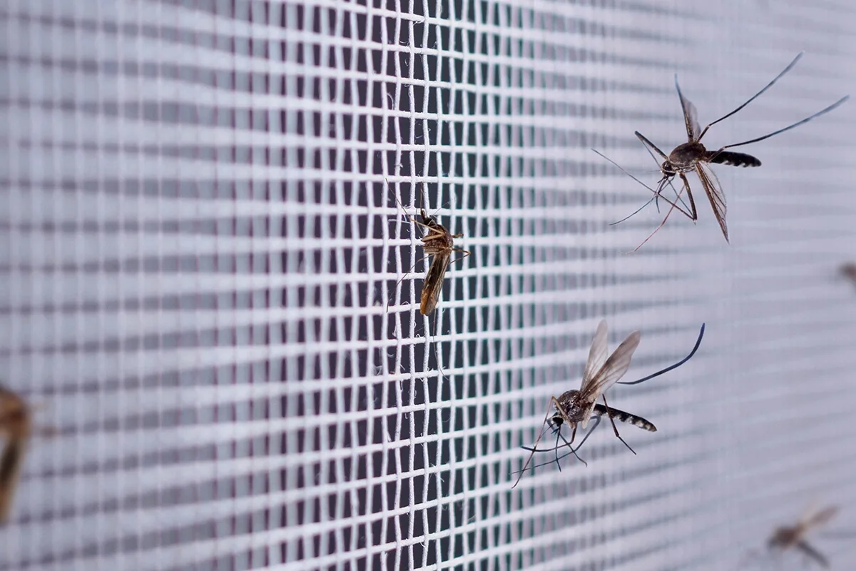 Mintun taika kotona: Näin teet luonnollisen ilmanraikastimen ja karkotat hyönteiset