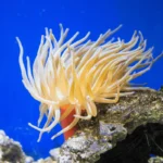 Hitaita, mutta hurmaavia: Maailman hitaimmat eläimet lumoavat