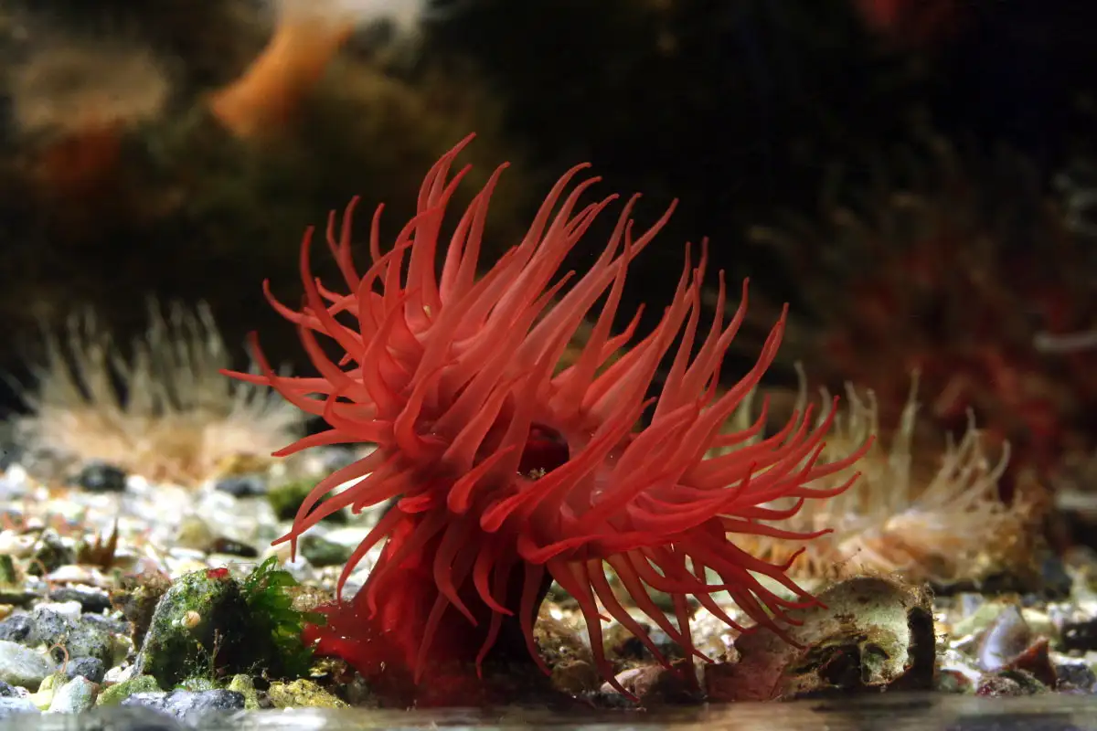 Hitaita, mutta hurmaavia: Maailman hitaimmat eläimet lumoavat