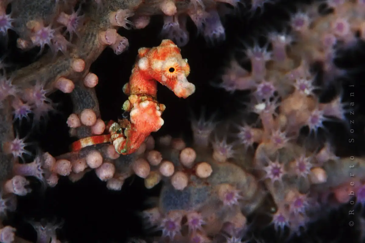 Hitaita, mutta hurmaavia: Maailman hitaimmat eläimet lumoavat