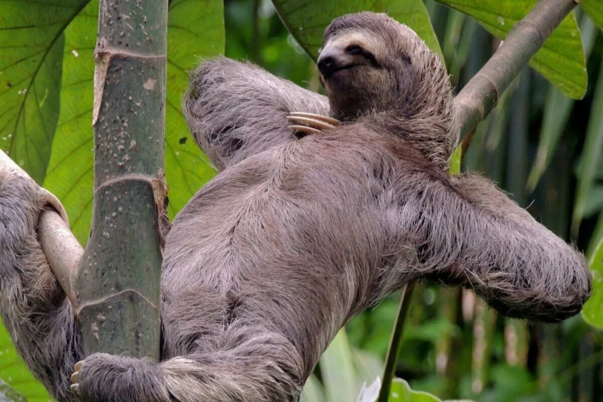 Hitaita, mutta hurmaavia: Maailman hitaimmat eläimet lumoavat