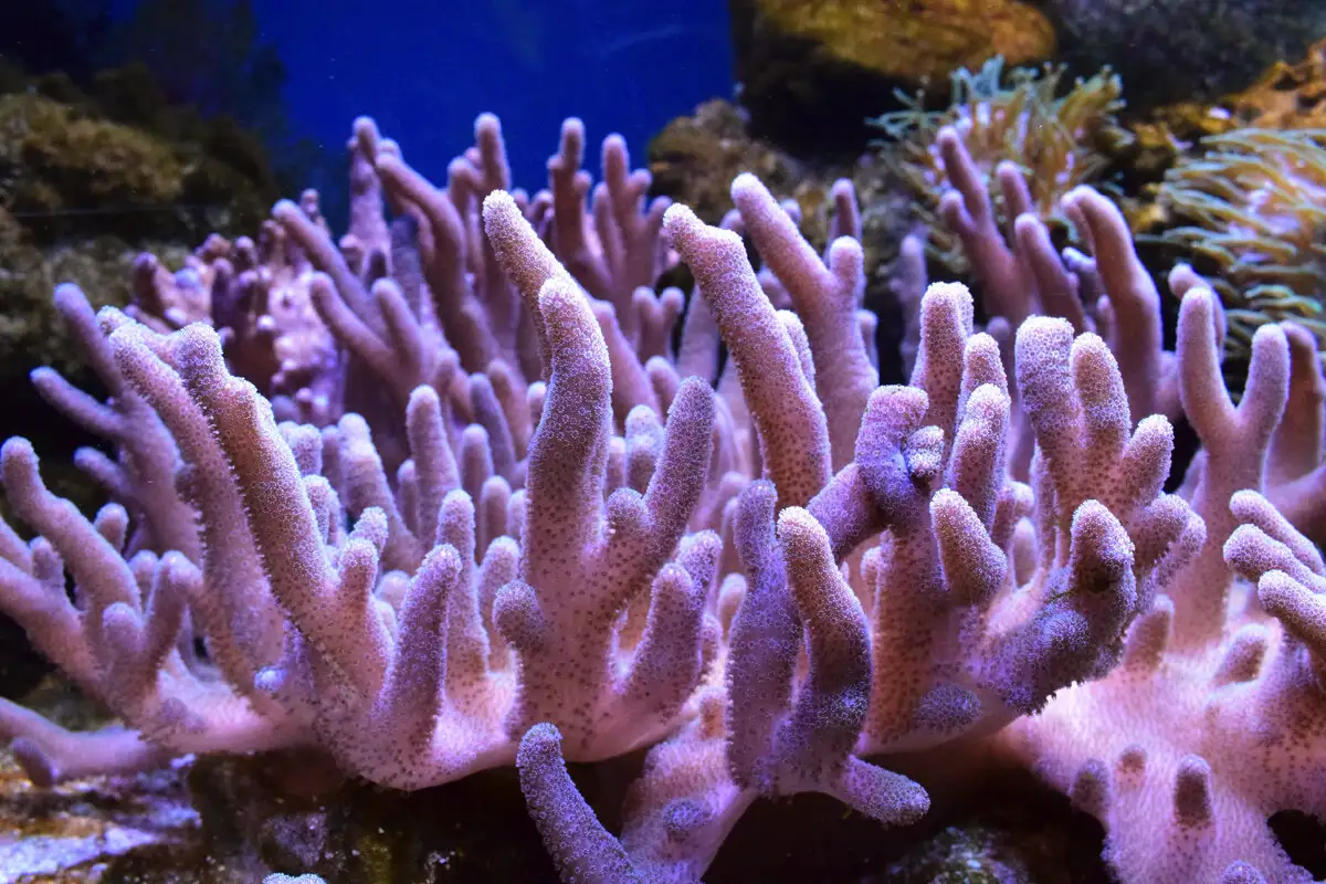 Hitaita, mutta hurmaavia: Maailman hitaimmat eläimet lumoavat