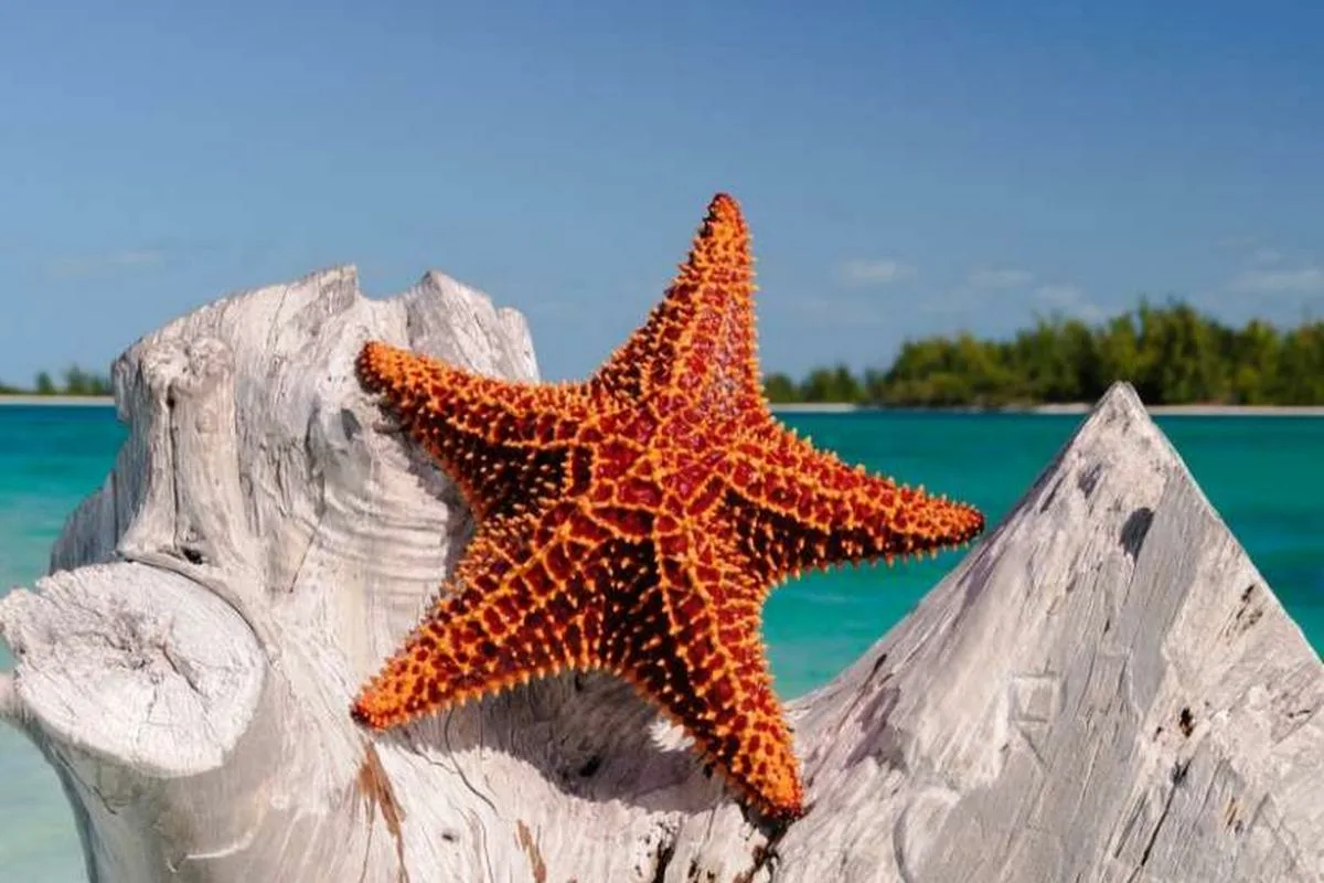 Hitaita, mutta hurmaavia: Maailman hitaimmat eläimet lumoavat