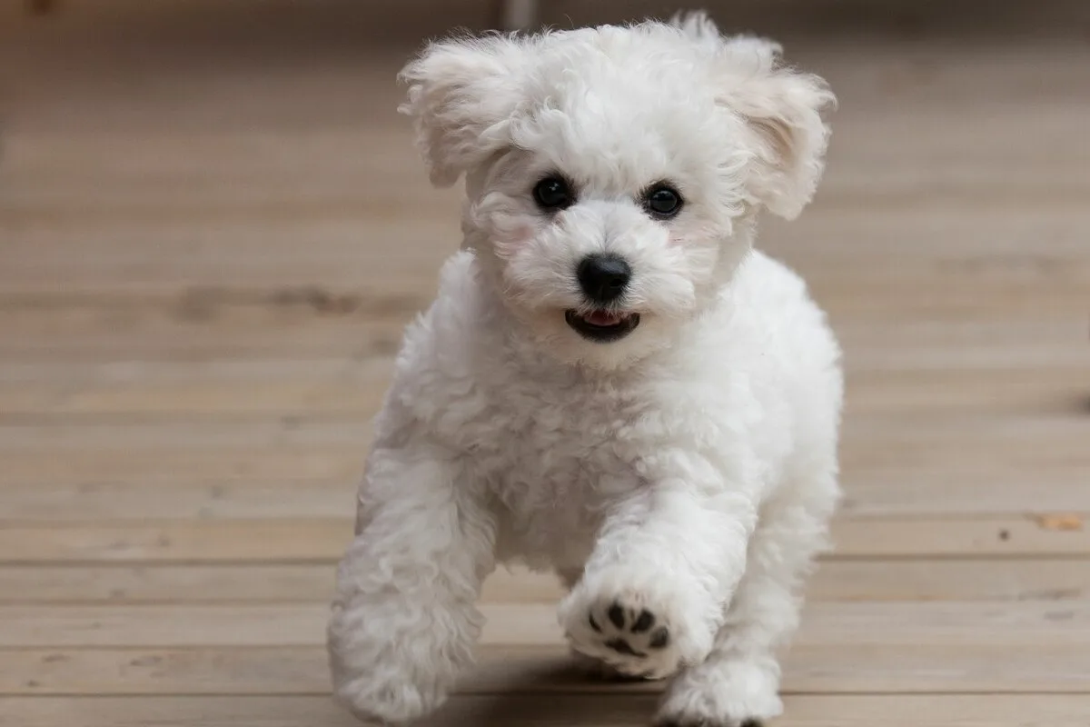 Löydä maailman rakastavin koirarotu: Bichon maltese hurmaa sydämet