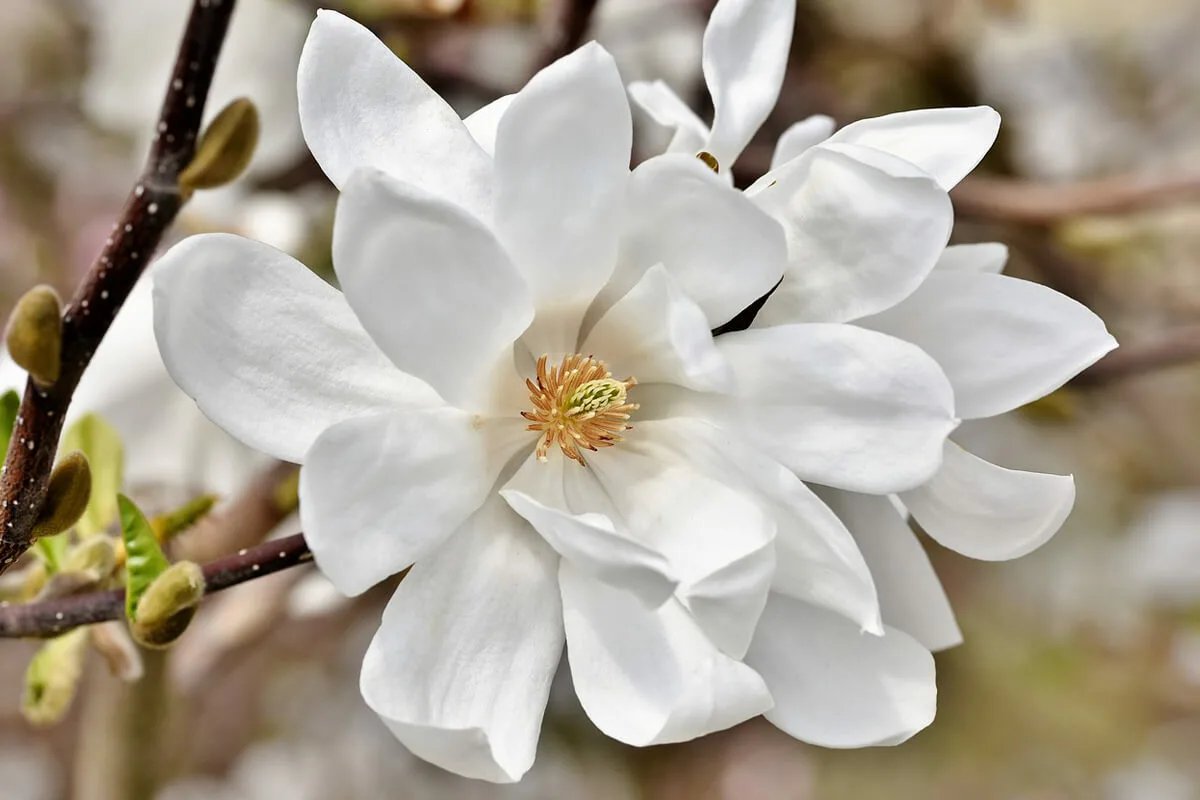 Näin istutat magnolian pistokkaasta: Täydellinen opas upean puun kasvattamiseen