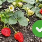 Näin idätät mansikan siemeniä ja saat kasvin, joka tuottaa kilon sadon jokaisella kertaa