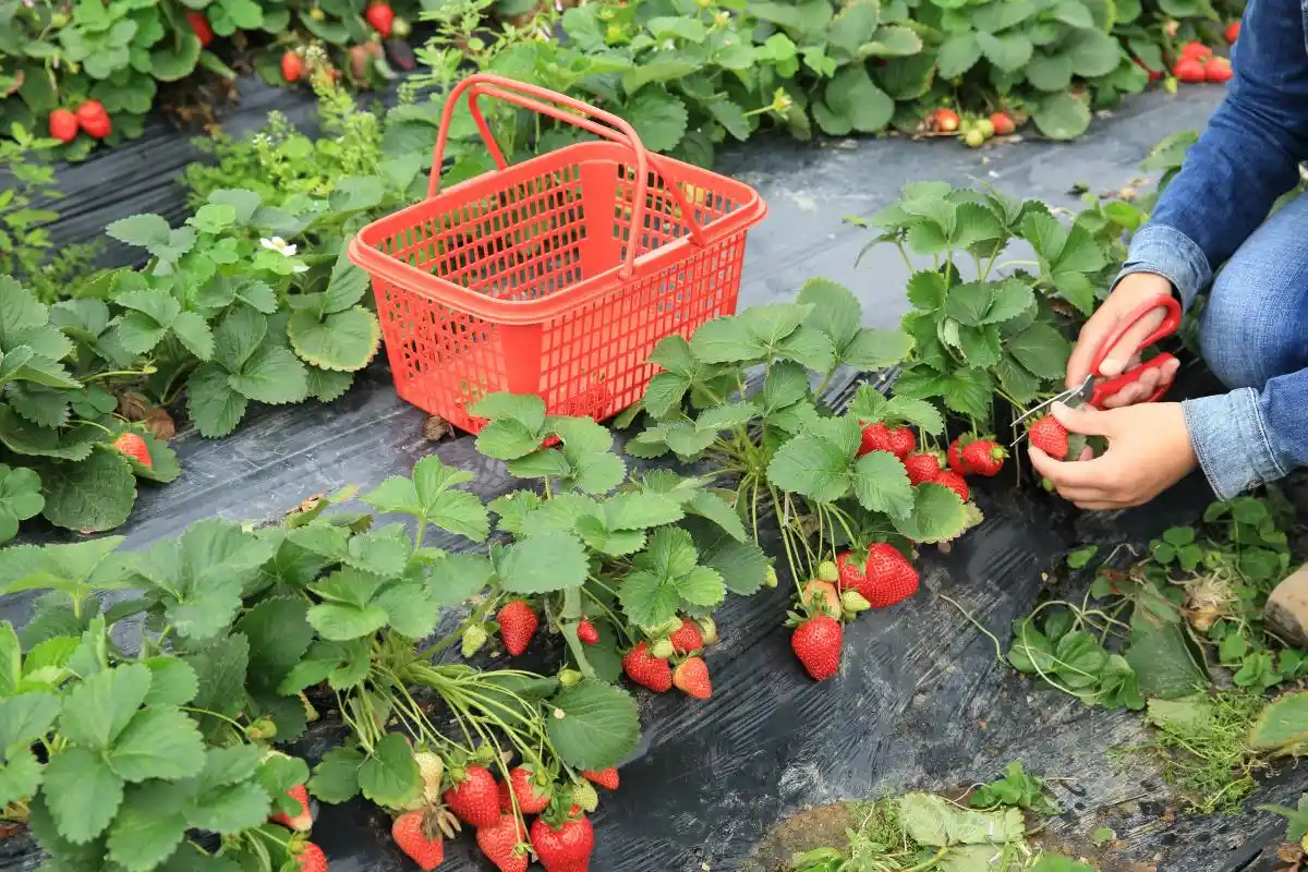 Kuinka leikata mansikoita saadaksesi runsaasti maukkaita marjoja