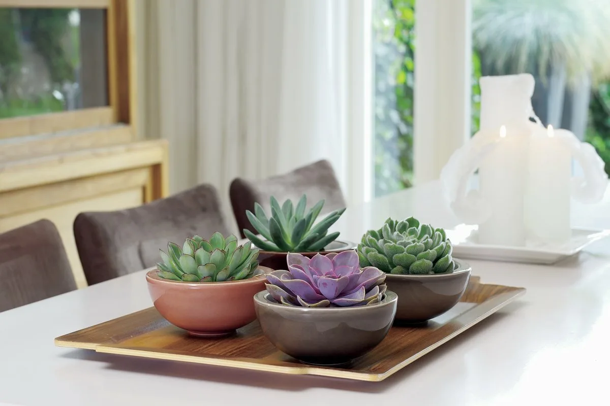 Mehikasvien taika: Suojaa kotisi ja elämäsi voimakkaalla energialla