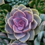 Neljä mehikasvia, jotka vaihtavat väriä talvella ja kaunistavat puutarhaasi