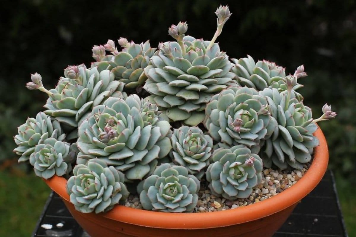 Neljä mehikasvia, jotka vaihtavat väriä talvella ja kaunistavat puutarhaasi