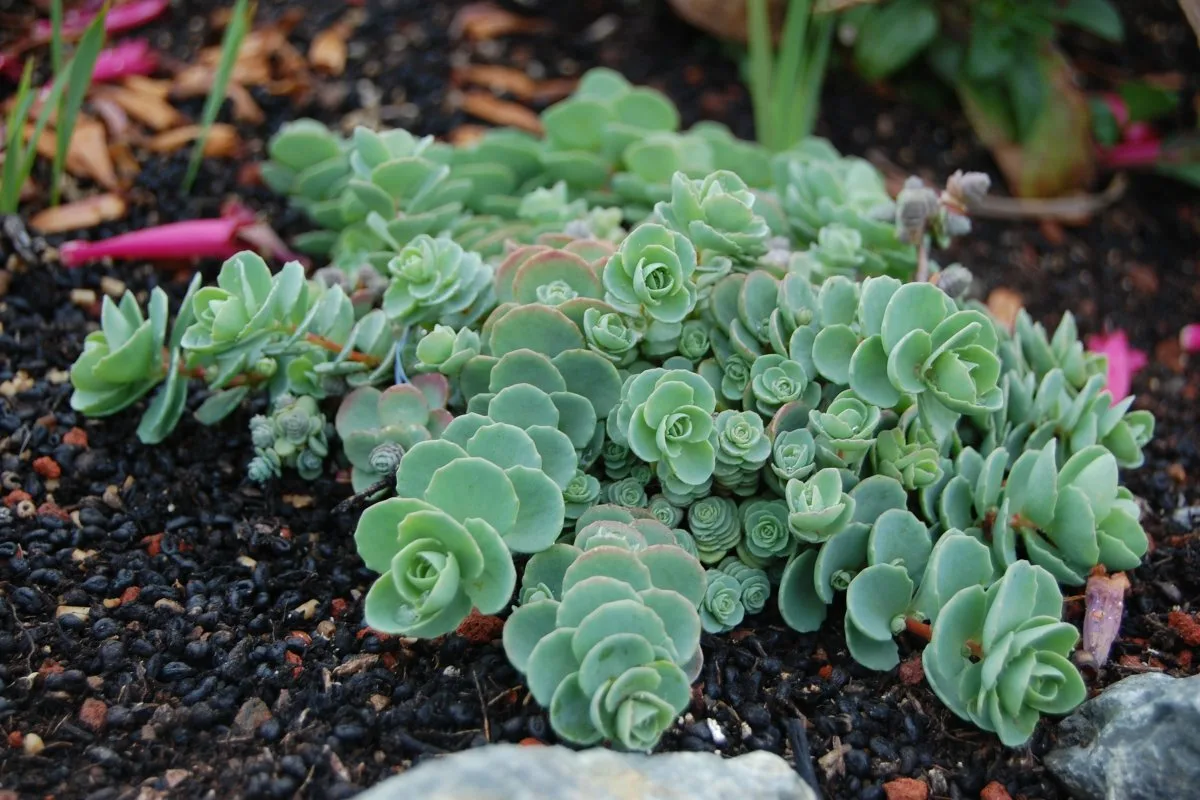 Neljä mehikasvia, jotka vaihtavat väriä talvella ja kaunistavat puutarhaasi