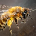 Miksi mehiläiset osaavat laskea paremmin kuin luulemme?