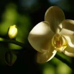 Orkidean hoito: Näin saat ruukkukasvit kukkimaan upeasti ympäri vuoden