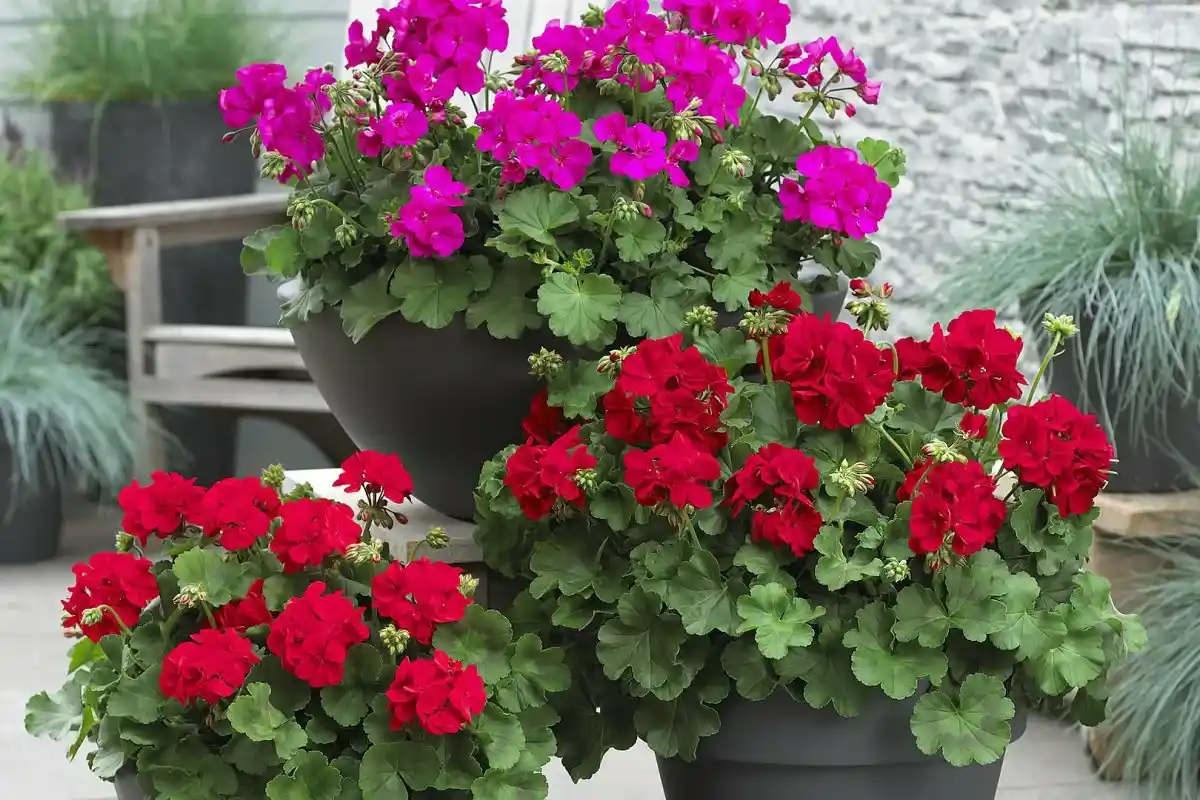 Hoidatko pelargonioita oikein? Näin saat terveitä ja kauniita kukkia koko kesän