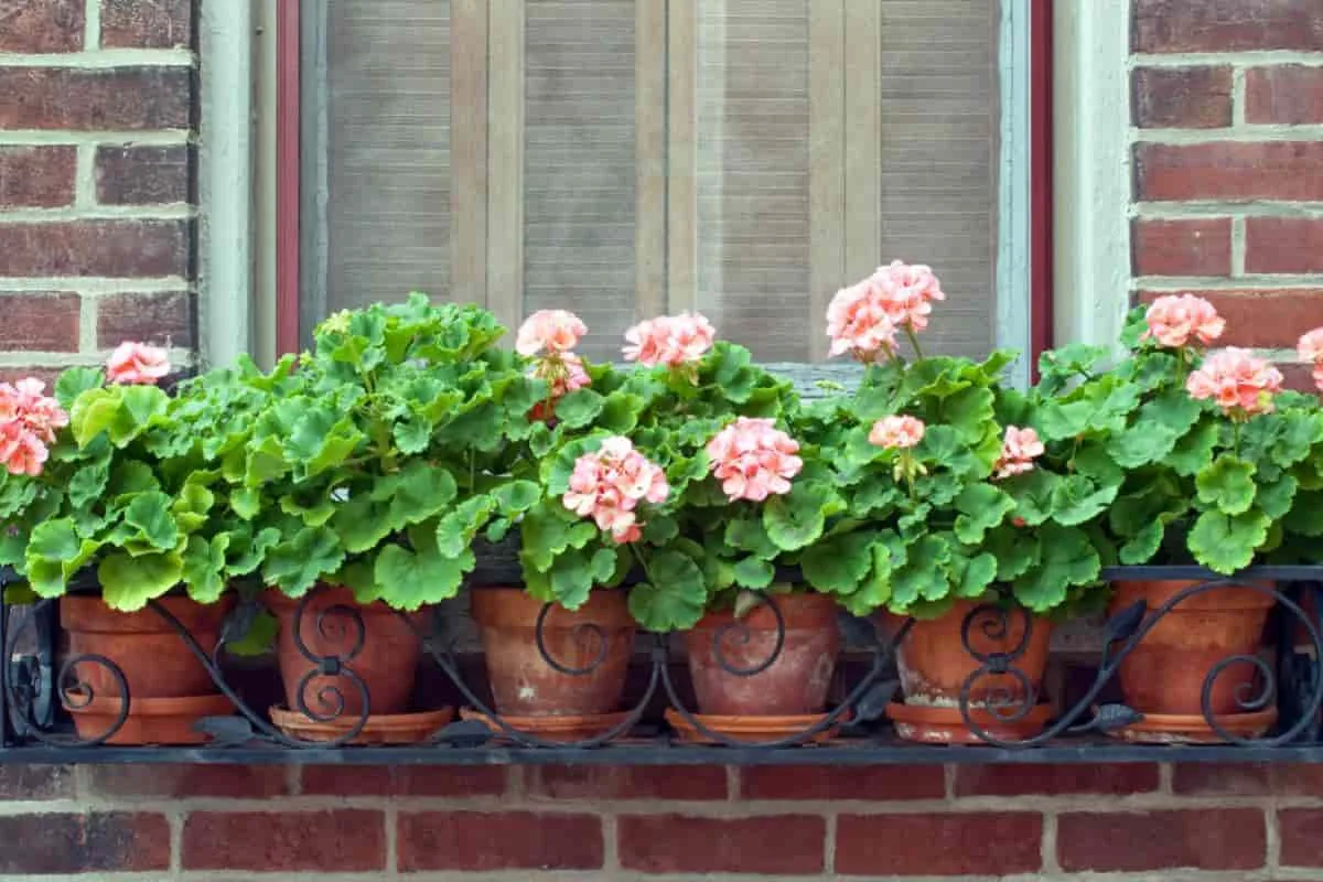 Hoidatko pelargonioita oikein? Näin saat terveitä ja kauniita kukkia koko kesän