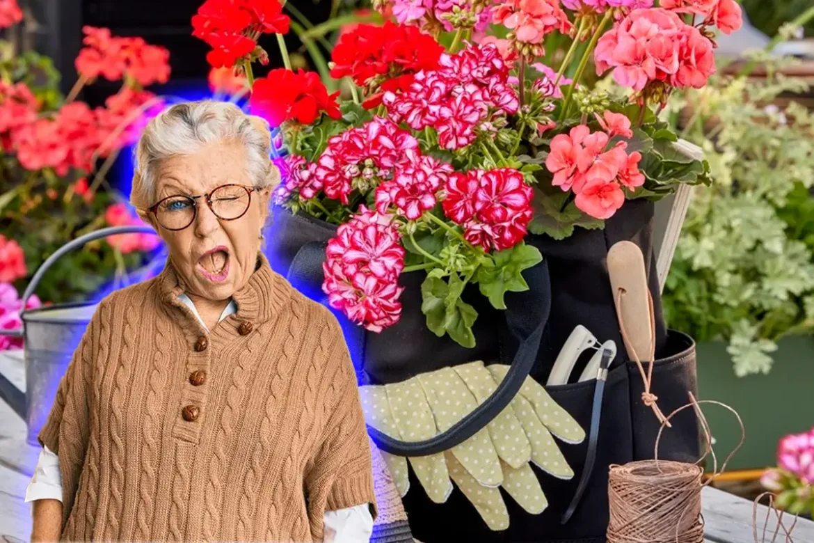 Kolme salaisuutta, joilla pelargonit kukkivat aina – asiantuntijan vinkit onnistumiseen