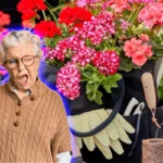 Kolme salaisuutta, joilla pelargonit kukkivat aina – asiantuntijan vinkit onnistumiseen